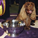 Westminster Dog Show 2009 Winner – Photos and Video